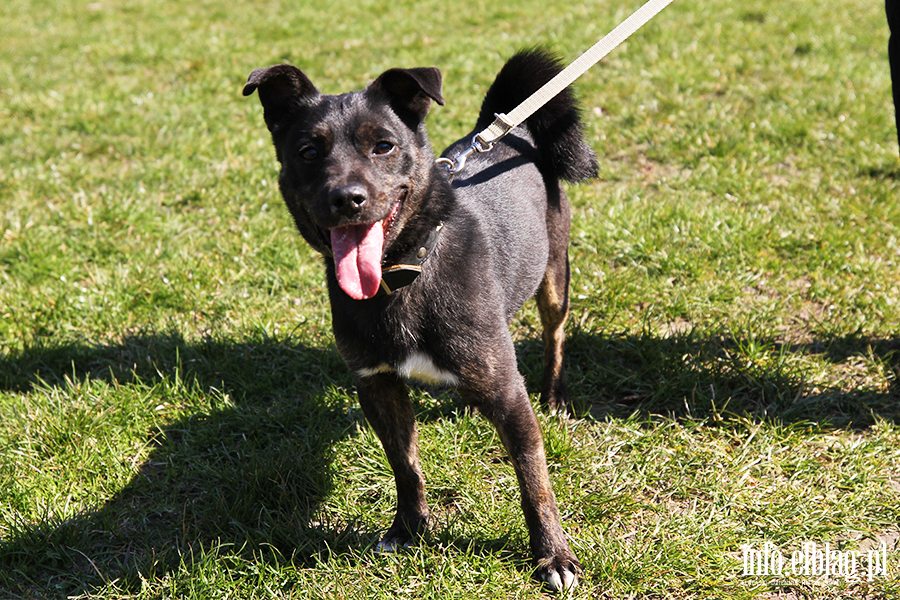 Bieg na 6 �ap 11.04, fot. 7