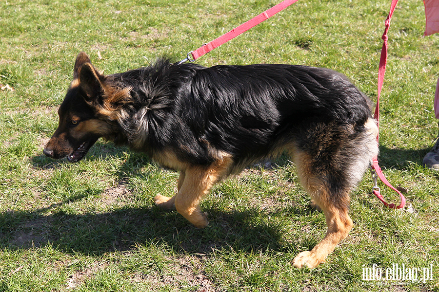 Bieg na 6 �ap 11.04, fot. 8