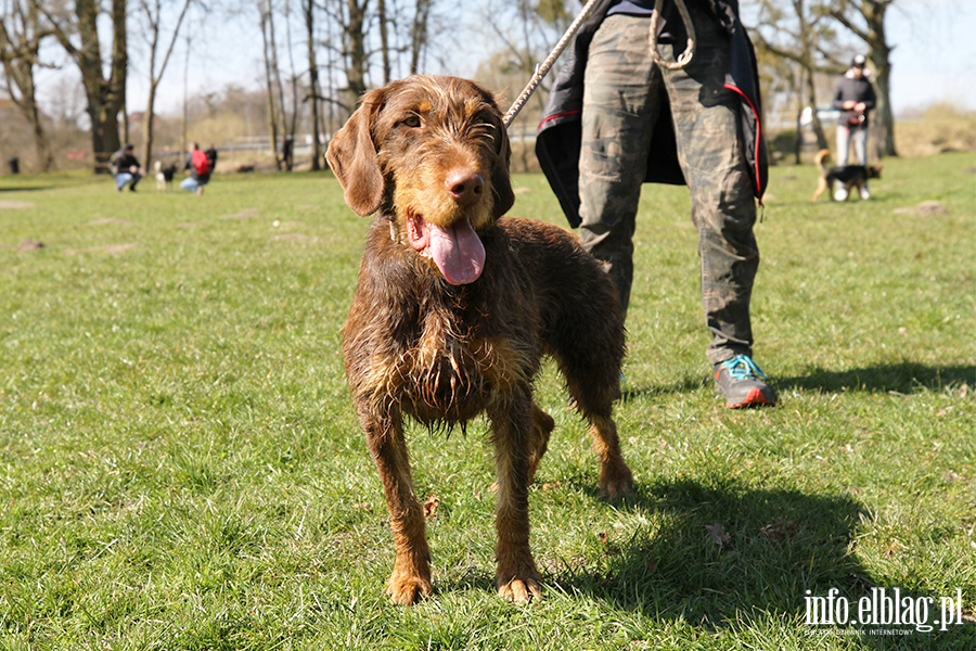 Bieg na 6 �ap 11.04, fot. 9