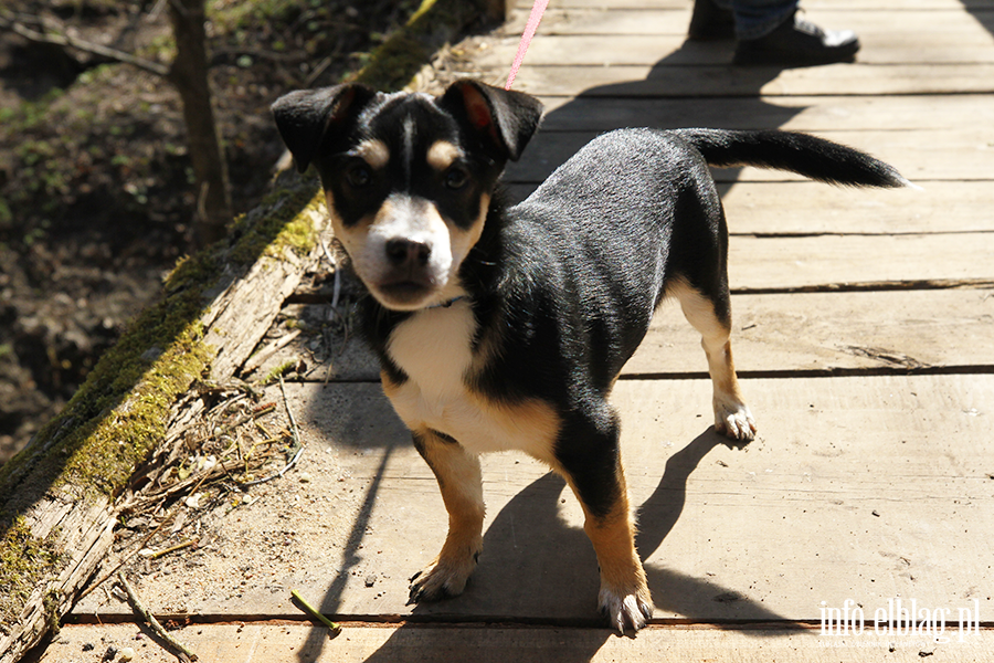 Bieg na 6 �ap 11.04, fot. 13