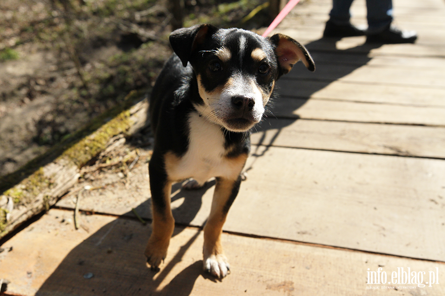 Bieg na 6 �ap 11.04, fot. 14