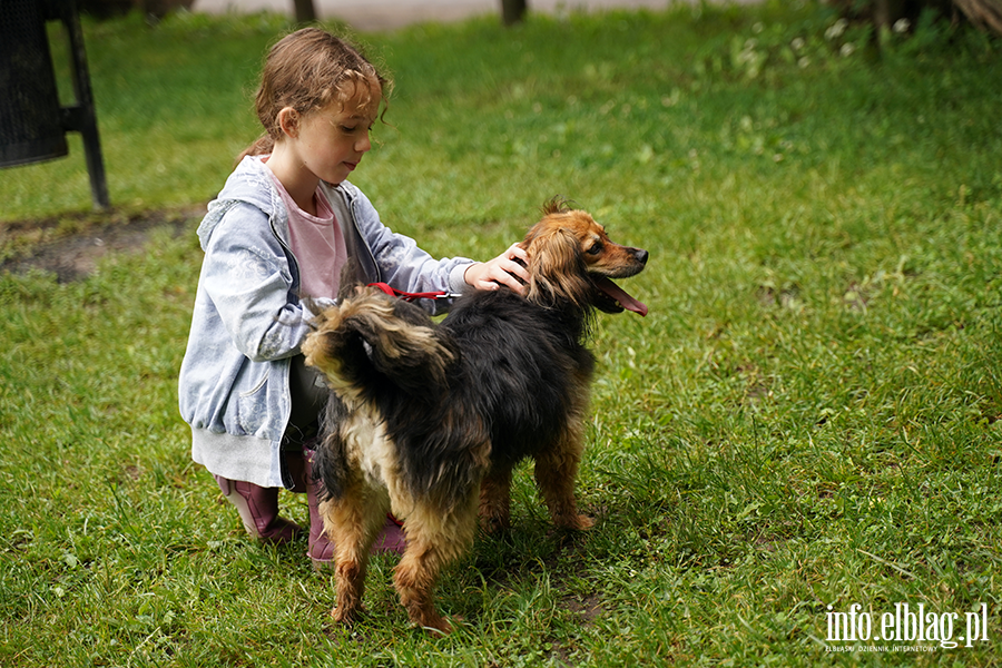 Bieg na 6 �ap w Elbl�gu, fot. 26