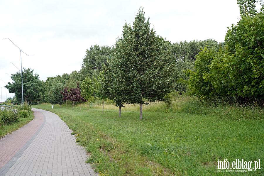 modrzewina, fot. 11