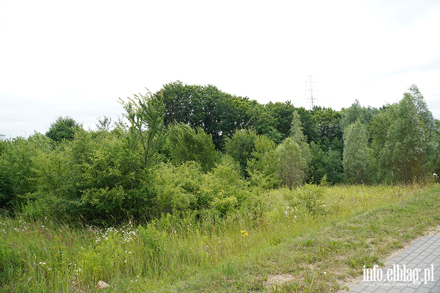modrzewina, fot. 17