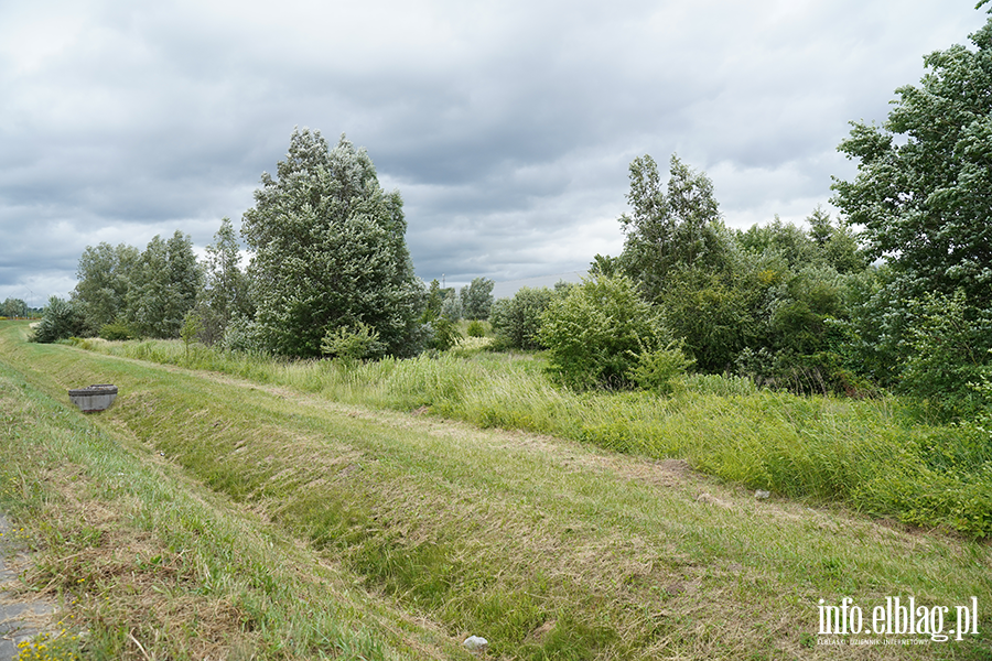 modrzewina, fot. 49