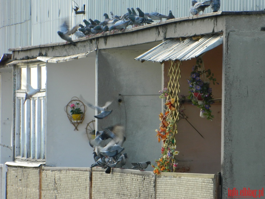 Dokarmianie dzikich gołębi, fot. 16