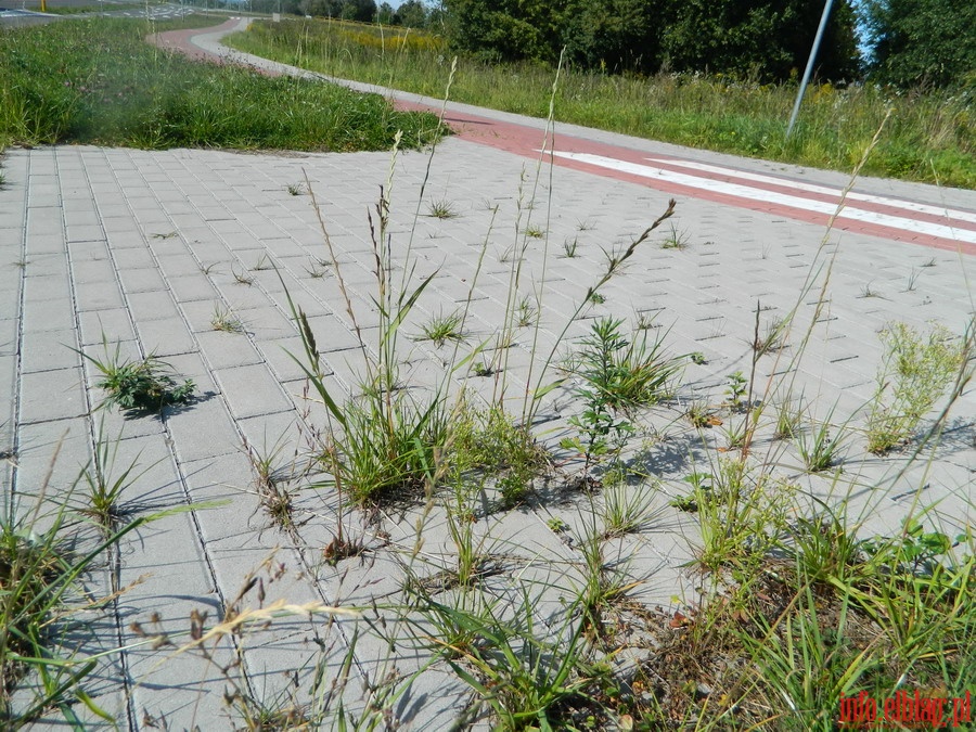 Niszczejące chodniki na Modrzewinie, fot. 16