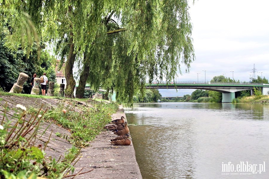Bulwar Zygmunta Augusta - niewyremontowana część prawego brzegu rzeki Elbląg, fot. 7