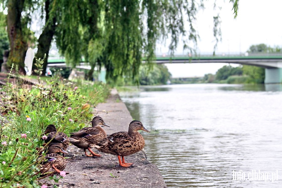 Bulwar Zygmunta Augusta - niewyremontowana część prawego brzegu rzeki Elbląg, fot. 9