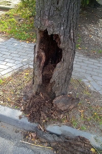 Drzewo ulica Kociuszki
