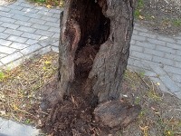Drzewo ulica Kociuszki