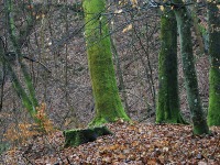 Bażantarnia