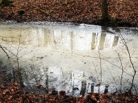 Bażantarnia 5