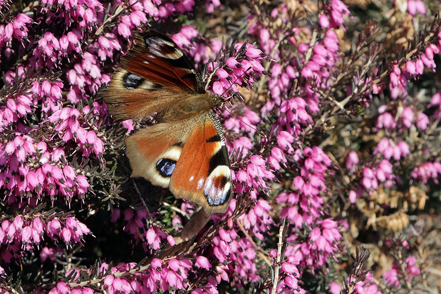 Motyl
