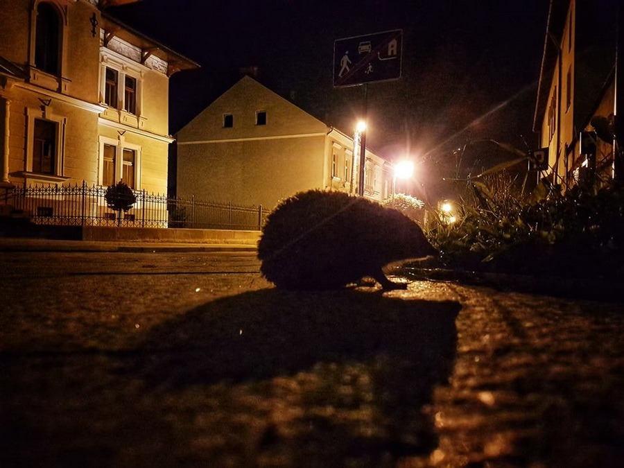 Spacer po Krośnie