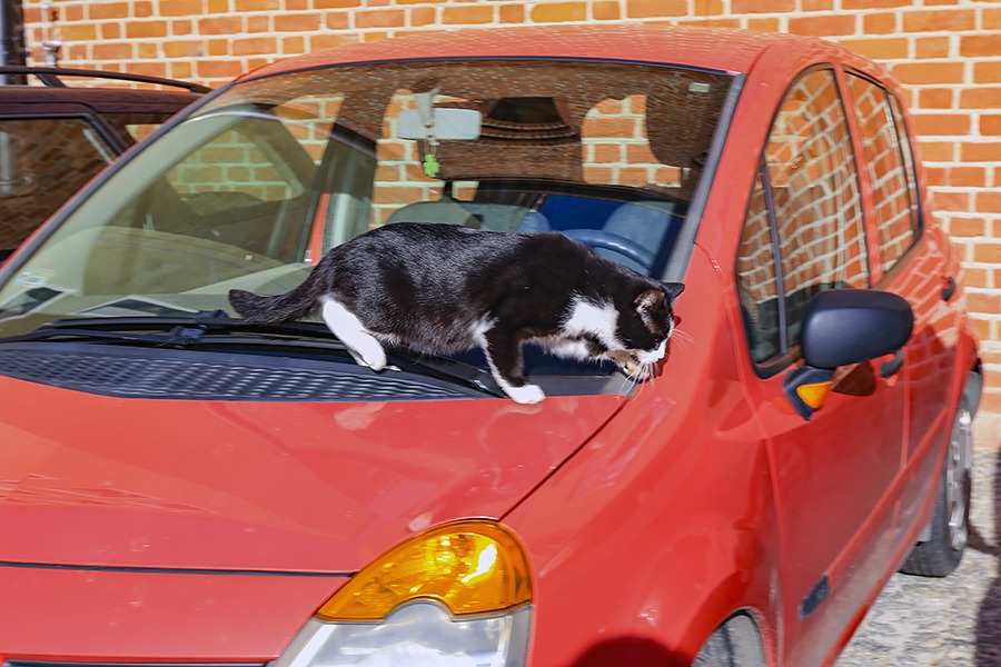 Kot samochodziarz