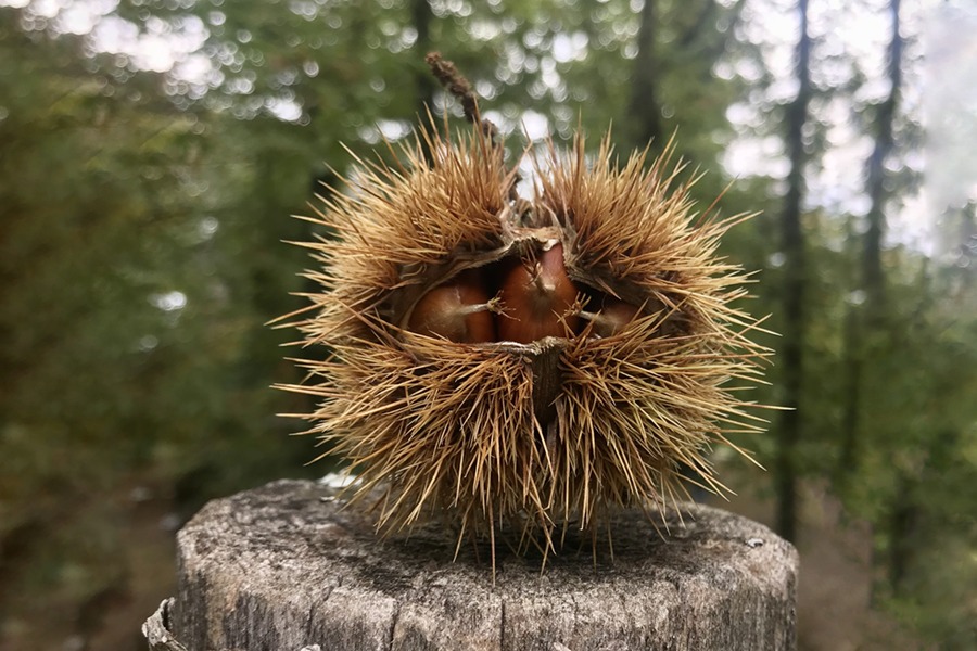 Castanea sativa , czyli kasztan jadalny