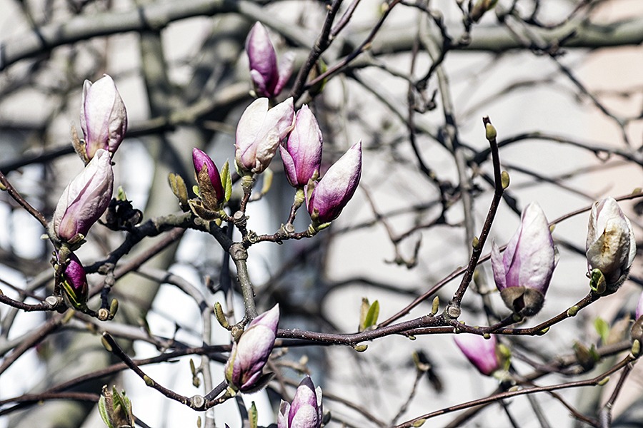 Pąki magnolii
