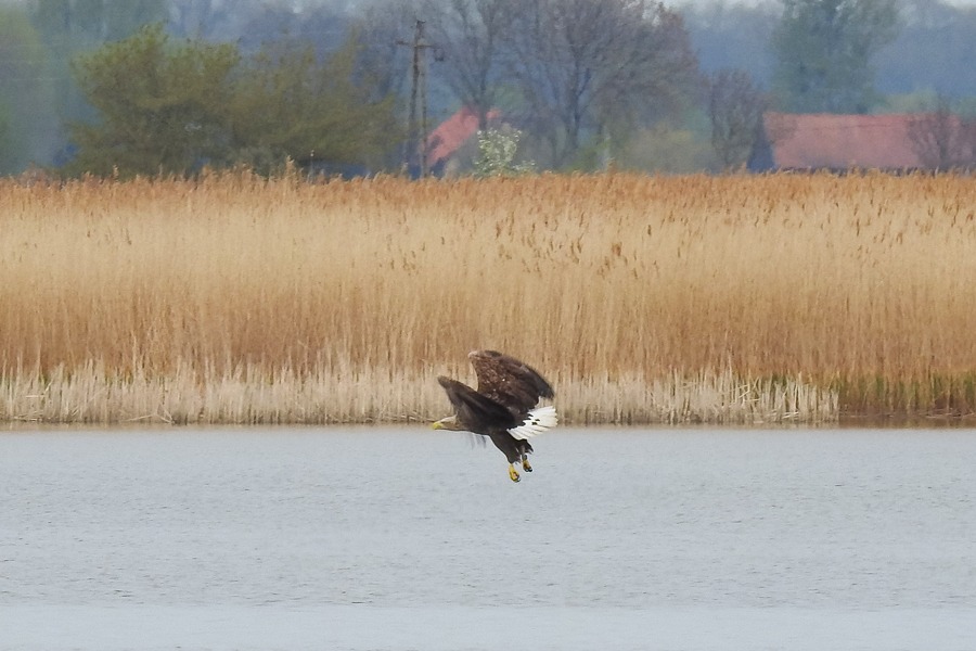 Polujcy Bielik