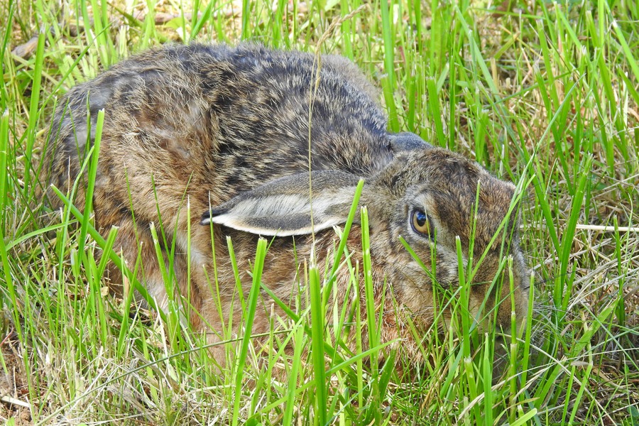 Zajc Szarak  (Lepus europaeus)