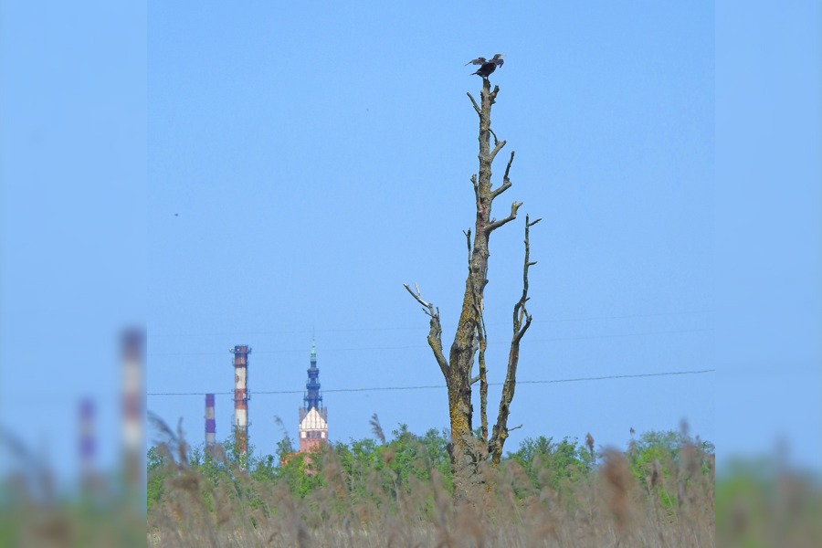 Kormoran Zwyczajny, w tle Katedra