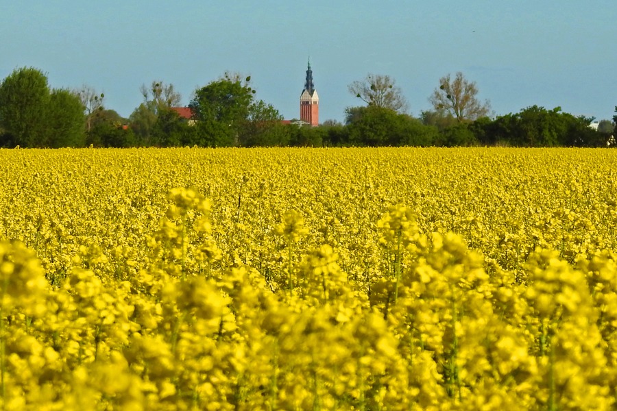 Rzepakowe pole w okolicach Bielnika Pierwszego