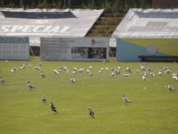 Stadion Olimpia Elblg