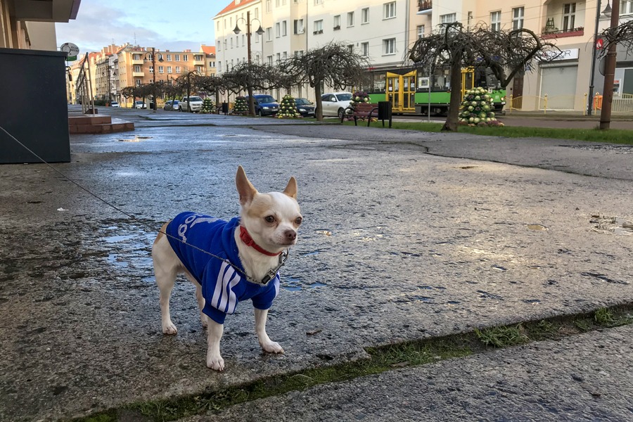 Gotowy na zimę...