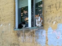 Koty w oknie