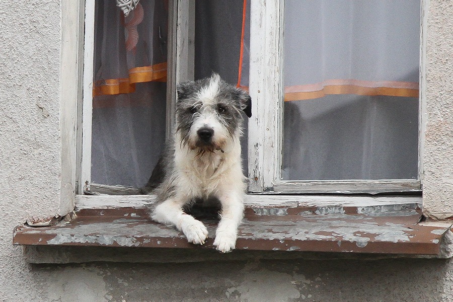 Pies w oknie