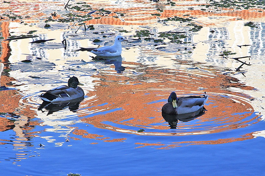 Ptaki na rzece Elblg