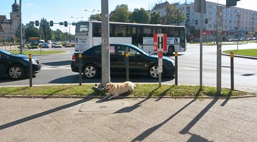 Pies z radoci poczeka w upale a jego waciciel zrobi zakupy