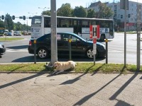 Pies z radoci poczeka w upale a jego waciciel zrobi zakupy