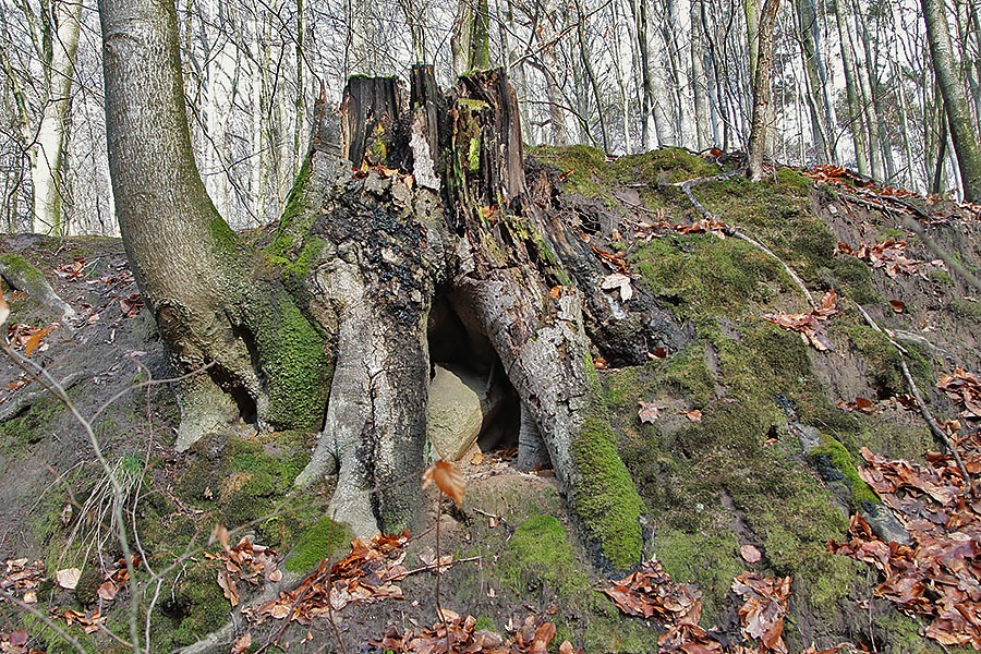 Bażantarnia