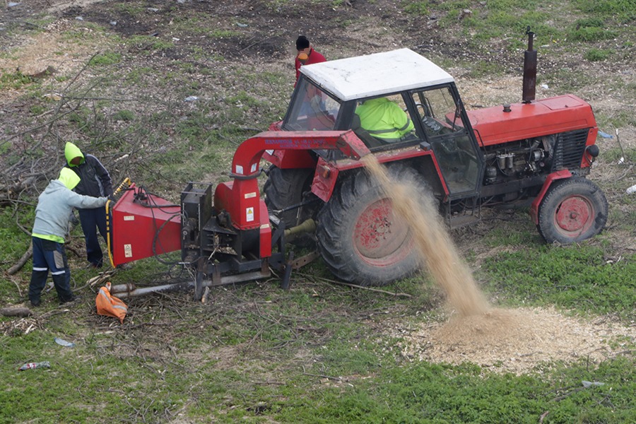 Porządki po wycince drzew