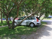 Parking pod drzewem